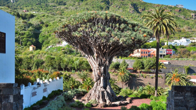 Drago Tree