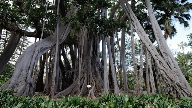 Puerto de la Cruz Botanical Gardens