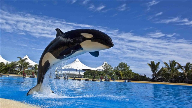 loro park tenerife