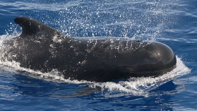 Whale Watching off Tenerife