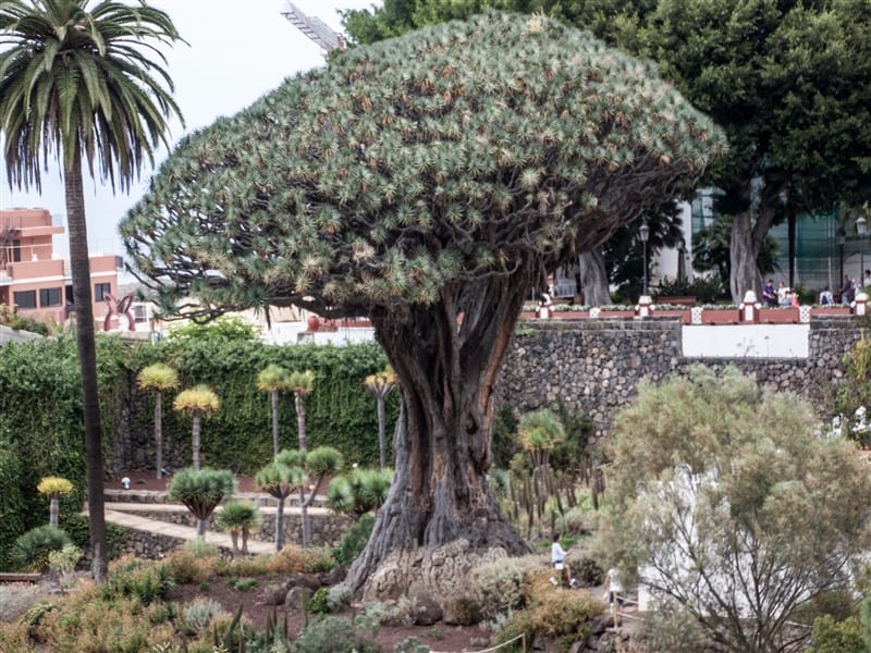 Drago Tree, Icod de los Vinos