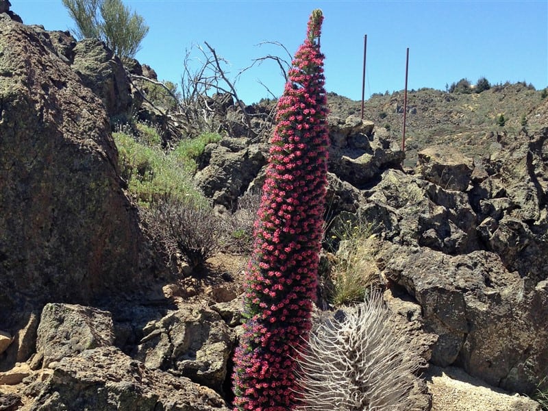 Echium on Teide Caldera